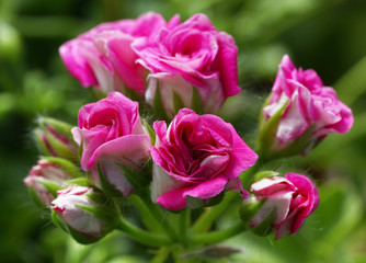 Pink and White Rosebud Pelargonium - Geranium flowers on the patio garden