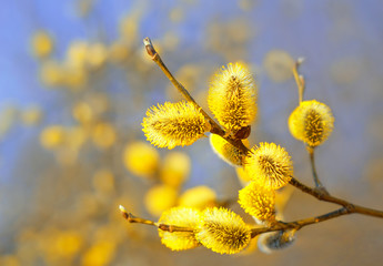 Beautiful pussy willow flowers branches. Easter palm sunday holiday.  Pussy willow branches background, close-up. Willow twigs with catkins on blue