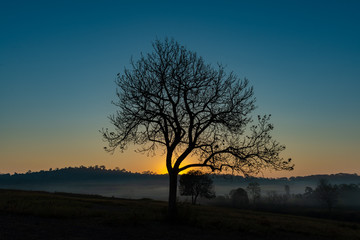 Silhouette of Aporosa villosa tree on a grassland during  blue hour of sunrise with clear sky, mist and hills in background