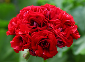 Red Rosebud Pelargonium - Geranium flower on the patio garden
