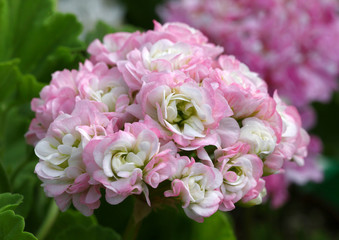 Pink and White Rosebud Pelargonium - Geranium flowers on the patio garden