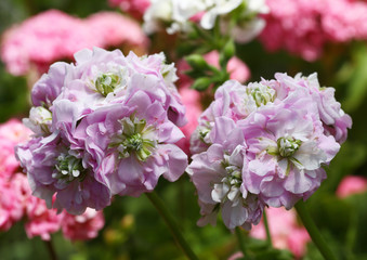 Pink and White Rosebud Pelargonium - Geranium flowers on the patio garden