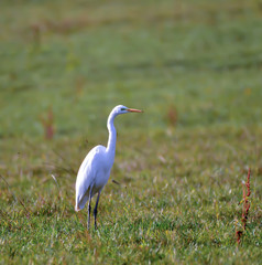 Fototapeta premium great white egret in meadow