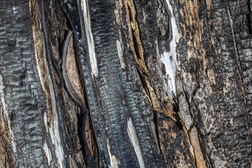 Closeup horizontal color photogaphy of real burnt wood texture. Abstract organic background.