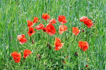 Fototapeta na wymiar Red poppy flowers field, close up