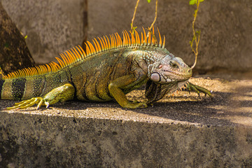 Grüner Leguan beim Sonnen / Karibik Martinique