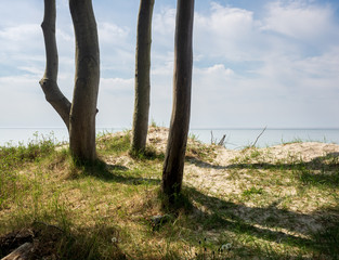 B&auml;ume am Weststrand auf dem Dar&szlig;, Ostsee