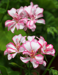 Fototapeta na wymiar Light Pink Pelargonium - Geranium flowers on the patio garden