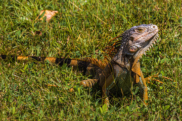 Gr&uuml;ner Leguan auf einer Wiese / martinique Fort de France