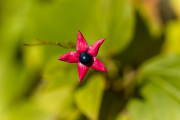 Clerodendrum trichotomum in a garden in Madrid