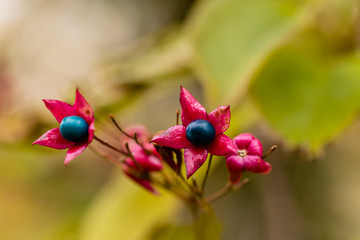 Obraz premium Clerodendrum trichotomum in a garden in Madrid
