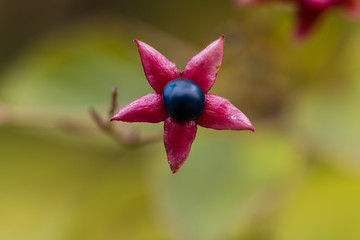 Clerodendrum trichotomum in a garden in Madrid