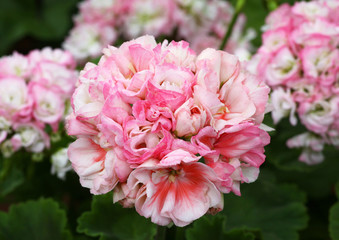 Light Pink Pelargonium - Geranium flowers on the patio garden