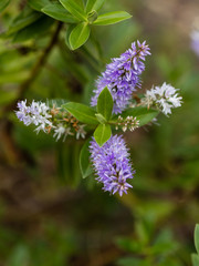 Flowers of the variety Scrophulariaceae in a garden