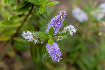 Flowers of the variety Scrophulariaceae in a garden