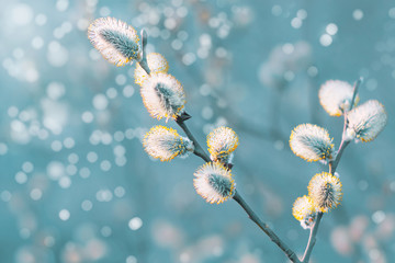 Beautiful pussy willow flowers branches. Easter palm sunday holiday. Amazing elegant artistic image nature in spring. Willow flowers and sunlight. Spring easter pussy willow branches © Peter