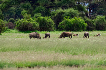 Gnu im Nationalpark Tsavo Ost, Tsavo West und Amboseli in Kenia