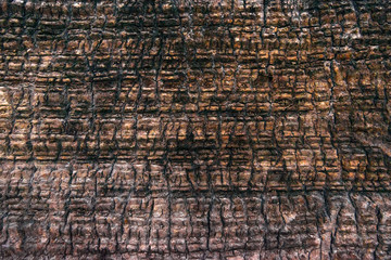 Brown bark of tree, texture, surface, background