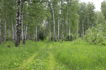 Obraz premium overgrown grass path in a dense forest in birch trees in summer
