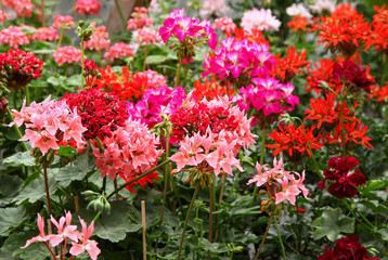 Many different Pelargonium - Geranium flower varieties in the garden