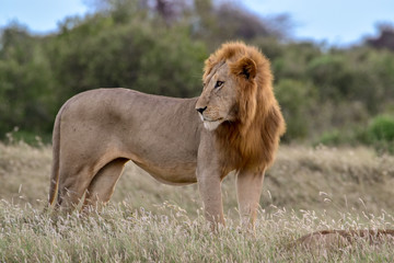 Löwen in der Savanne im Nationalpark Tsavo Ost und Tsavo West
