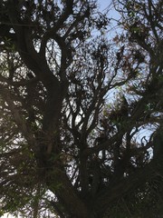 trees in the fog