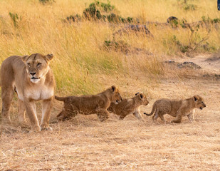 Fototapeta na wymiar Mother and cubs