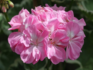 Light Pink Pelargonium flower with green leaves closeup in the garden