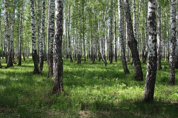 Fototapeta premium Siberian forest birch grove with beautiful trees in summer with green leaves
