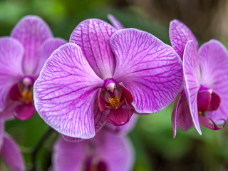 Orchid Garden in Madame Nong Nooch Tropical Park.