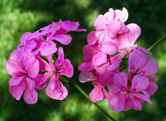 Fototapeta premium Pink Pelargonium flower with green leaves closeup in the garden