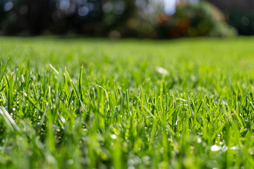 Blades of lush Green grass