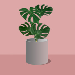 Monstera in pot layout. flat square frame on pink background 
