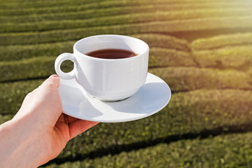 Woman's hand holding a cup of tea on the tea plantation