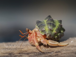 view of Hermit Crab (Paguroidea) with nature blurred background, Surin island, Mu Ko Surin National Park, Phang Nga, Thailand.