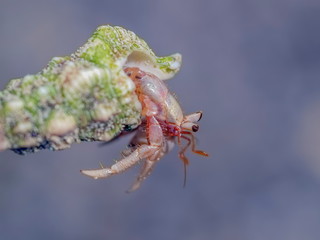 Naklejka premium view of Hermit Crab (Paguroidea) with nature blurred background, Surin island, Mu Ko Surin National Park, Phang Nga, Thailand.