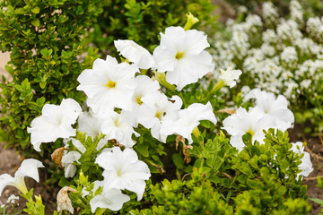 White petunia flowers. Petunias in a garden summertime, daylight. Green background. Close-up