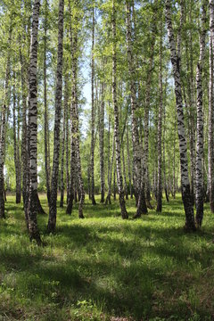 Siberian forest birch grove with beautiful trees in summer with green leaves