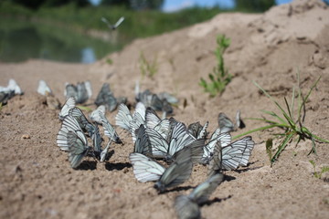 many white butterflies sit on the ground a flock of insects in the summer