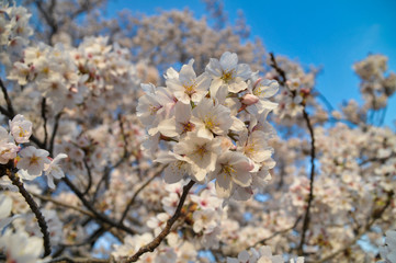 桜　花　春　開花　
