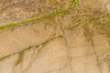 Detail Gesteinsschichten mit Algen bewachsen - Praia das Illas
