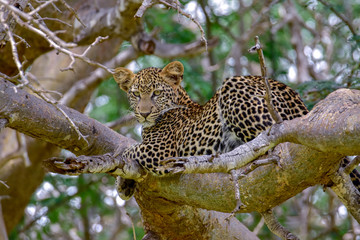 Leopard in der Savanne im Nationalpark Tsavo Ost und Tsavo West
