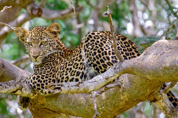 Leopard in der Savanne im Nationalpark Tsavo Ost und Tsavo West