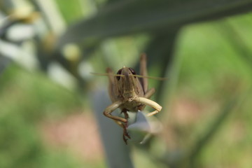  macro locust