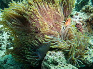 Naklejka na ściany i meble Pink skunk clownfish, The Maldives