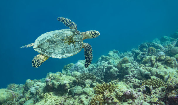 Hawksbill Turtle, The Maldives