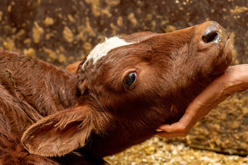 neu geborenes Kälbchen genießt die ersten Streicheleinheiten