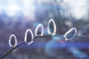 Spring willow pussy flower on blue sky background. Beautiful pussy willow flowers branches. Pussy willow's twigs. Copy space © Peter