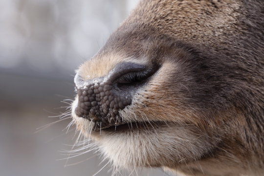 close photo of a deer nose in sunny light. Beautiful, soft and w