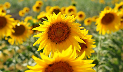 the yellow color of sunflowers in spring